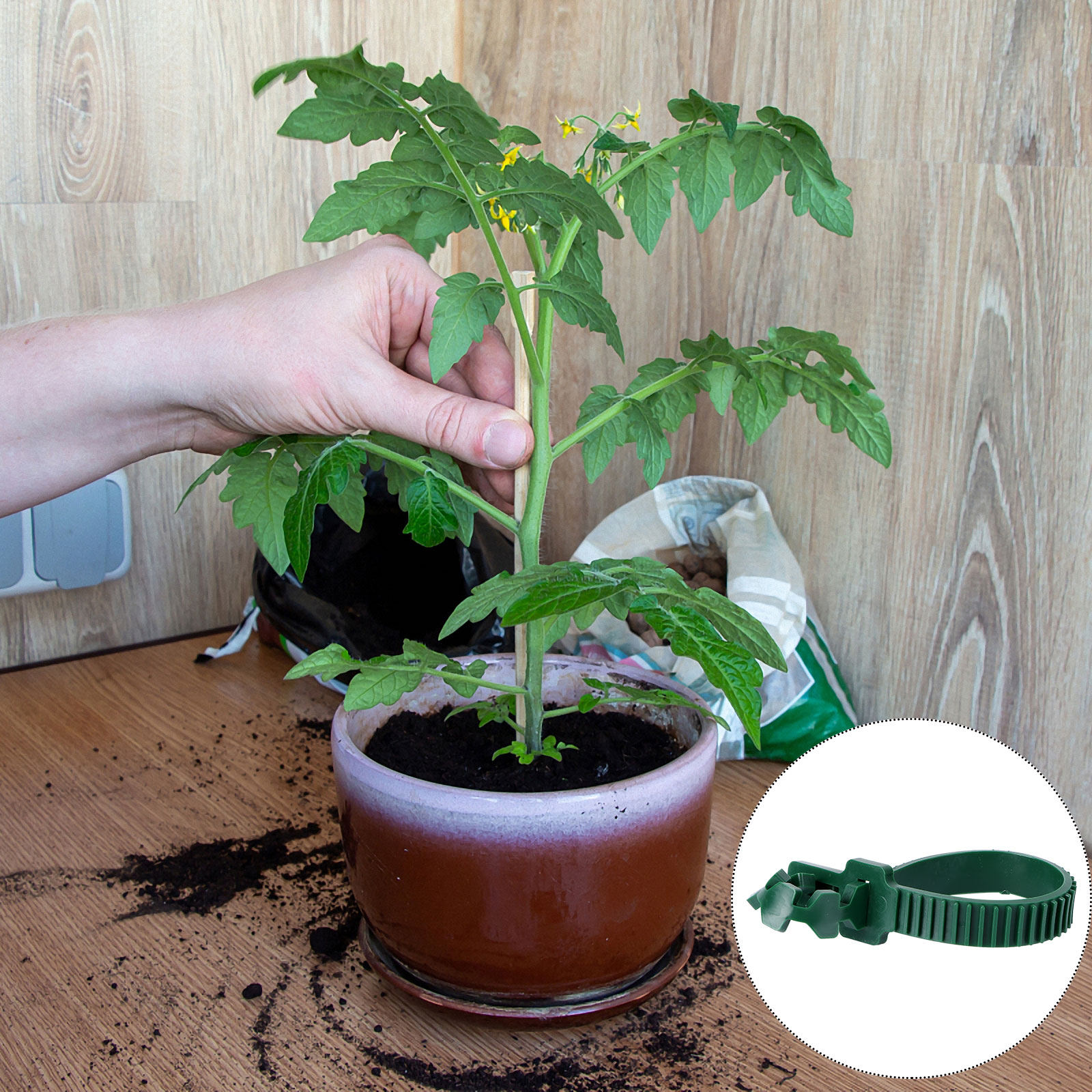 20Pcs Vine Fixing Buckle Garde - Bonsai Garden Plants ulasan dan harga