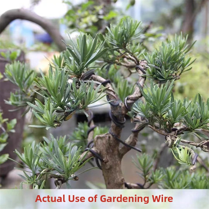1.5MM Bonsai Wires Aluminum Bo - Bonsai Garden Plants ulasan dan harga